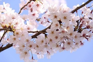 桜.jpg